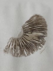 Agaricus