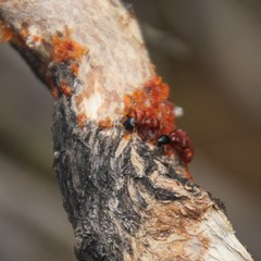 Crematogaster melanogaster