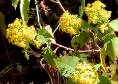 Rumfordia floribunda