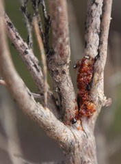 Crematogaster melanogaster