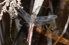 Rhodopygia geijskesi