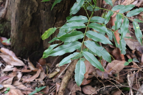 Castanospermum australe