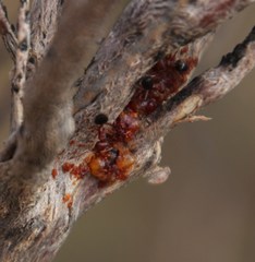 Crematogaster melanogaster