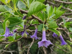 Eriolarynx australis