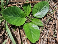 Dorstenia brasiliensis