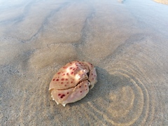 Calappa granulata