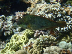 Calotomus viridescens