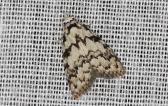 Nola melanogramma