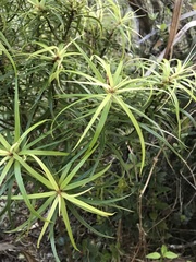Myrsine linearifolia