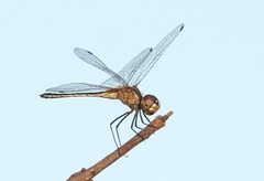 Idiataphe longipes