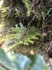 Homaliodendron flabellatum