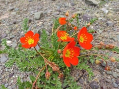 Hypseocharis pimpinellifolia