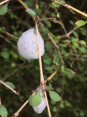 Coprosma crassifolia