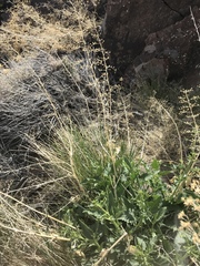 Scrophularia desertorum