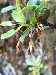 Vaccinium dentatum