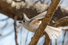 Baeolophus bicolor × atricristatus