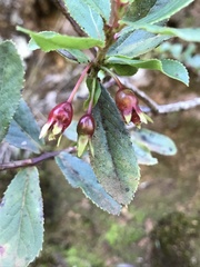 Vaccinium dentatum