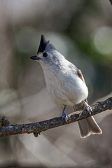 Baeolophus bicolor × atricristatus