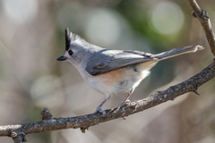 Baeolophus bicolor × atricristatus
