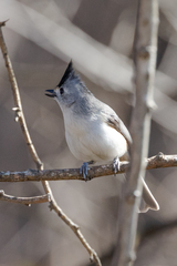Baeolophus bicolor × atricristatus