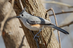Baeolophus bicolor × atricristatus