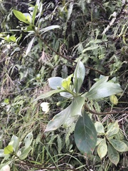 Lysimachia glutinosa