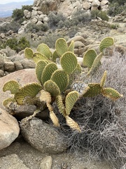 Opuntia microdasys
