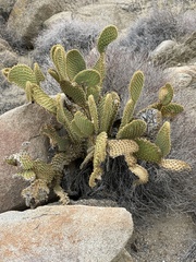 Opuntia microdasys