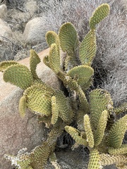 Opuntia microdasys