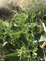 Scrophularia desertorum