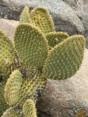 Opuntia microdasys