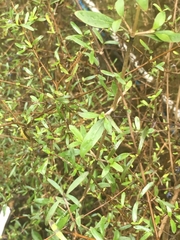 Coprosma propinqua
