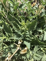 Scrophularia desertorum