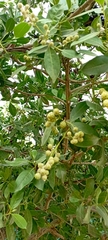 Conocarpus erectus