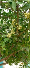 Conocarpus erectus