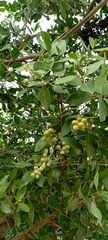 Conocarpus erectus