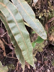 Elaphoglossum paleaceum