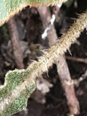 Elaphoglossum paleaceum
