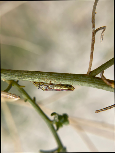 iNaturalist observation photo of Smoketree Sharpshooter