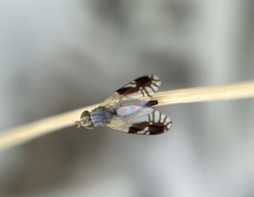 iNaturalist observation photo of Trupanea nigricornis