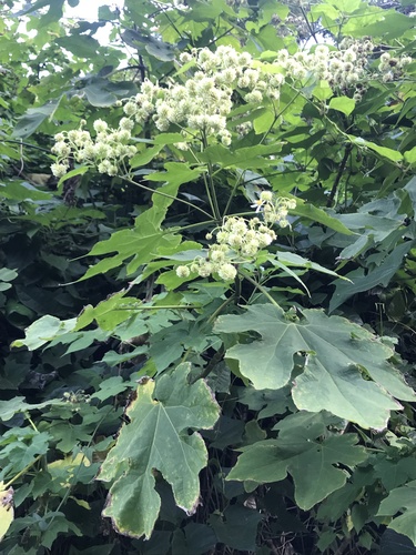 Montanoa hibiscifolia