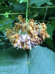 Dombeya wallichii