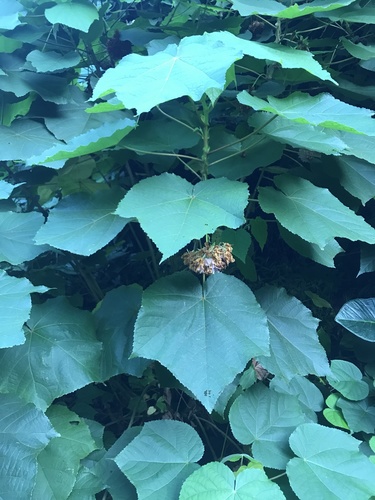 Dombeya, 2022-01-27