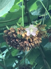 Dombeya wallichii