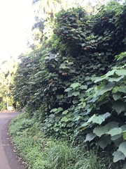 Dombeya wallichii