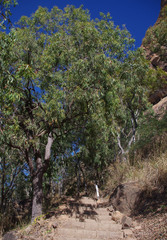 Corymbia clarksoniana