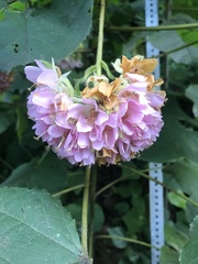 Dombeya wallichii