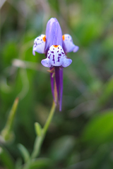 Linaria amethystea amethystea