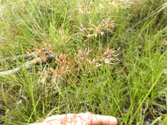 Fimbristylis cinnamometorum