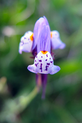 Linaria amethystea amethystea